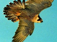 داستان جالب پرواز شاهین
