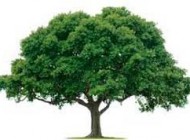 داستان زیبای درخت جاودانگی