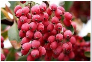 زرشک خوشمزه رو فراموش نکنید