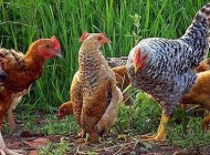 تو مرغی یا پنگوئن ؟؟
