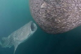 مفت‌خور آبزی !