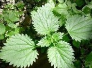 تولید دارو از گیاه گزنه