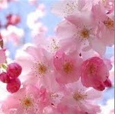روش باغبانی در بهار