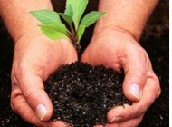 اس ام اس مخصوص روز درختکاری