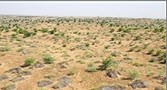 اجرای طرح جالب بیابان زدایی در چند استان