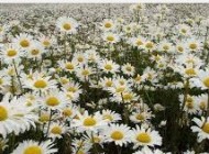 درمانهای موثر گیاهی و خانگی