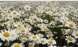 درمانهای موثر گیاهی و خانگی