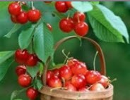 یک تغذیه فصلی داشته باشیم