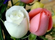 خصوصیات و نشانه های  ظاهری امام عصر (عج)