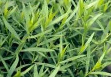 خواص باور نکردنی ترخون