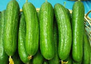 دو مدل نگهداری خیار