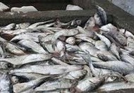 یکی از روش‌های قدیمی نگهداری مواد گوشتی و ماهی