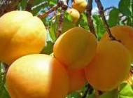 خواص بینظیر و شگفت انگیز زرد آلو