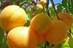 خواص بینظیر و شگفت انگیز زرد آلو