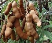 خواص بی نظیر تمر هندی را بدانید