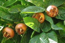 خواص بی نظیر ازگیل