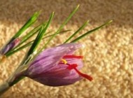 زعفران دارای یکی از فاکتورهای کلیدی