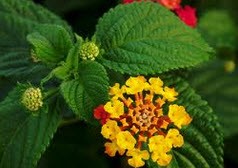 خواص پزشکی و دارویی شاه پسند درختی