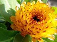 با خواص پزشکی همیشه بهارآشنا شوید