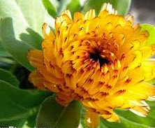 با خواص پزشکی همیشه بهارآشنا شوید