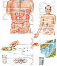 علت ایجادکننده و زمینه ساز حصبه کدام است؟