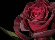 احادیث بسیار زیبا در مورد عشق به شهادت داشتن