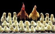 ایا کسی میداند اول مرغ بود یا تخم مرغ !