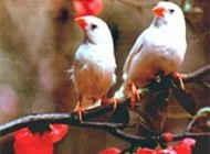 چند نوع ماده غذایی که کاهش میل جنسی می آورد