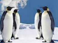 چرا پای پنگوئن ها در یخبندان یخ نمی زند