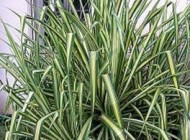 به آسانی گل برگ خنجری تکثیر کنید