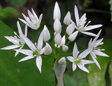 آشنایی با خواص گیاه سیرخرس