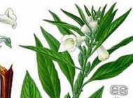 نکاتی جالب از کنجد