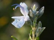 رز ماری غذای پوست چروک