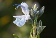 رز ماری غذای پوست چروک