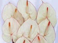 نحوه ی   نگهداری گل آنتوریوم