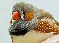 اگر فنچ دارید اینگونه نگهداری کنید
