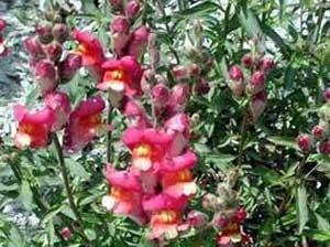 شناخت بیماری و نگهداری از  گل میمون