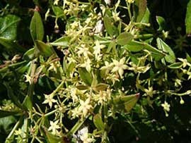 روناس  چسبی برای جوش خوردن سریع استخوان