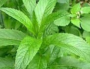 چه میکنه این پونه کوهی