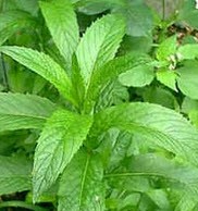 چه میکنه این پونه کوهی