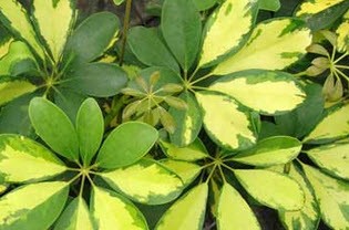 دانستنی کامل در مورد گل شفلرا