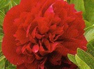 گل صدتومانی مهربان با قلب شما