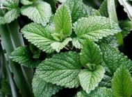 گیاهان آشنا با واژه سلامتی