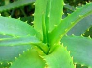 دلایل توصیه به خوردن  آلوورا