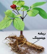 چندین گیاه و هزاران خاصیت مفید