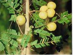 آمله گیاهی دوست دار قلب شما
