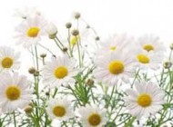 گل بابونه و میگرن های عصبی