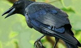 پرنده ای که به باهوشی معروف است