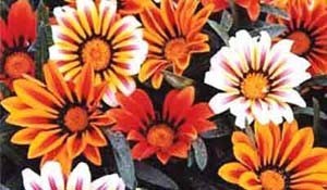 گیاه حیرت انگیز گازانیا (عکس)