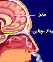 افرادی که هیچ بویی را استشمام نمی کنند